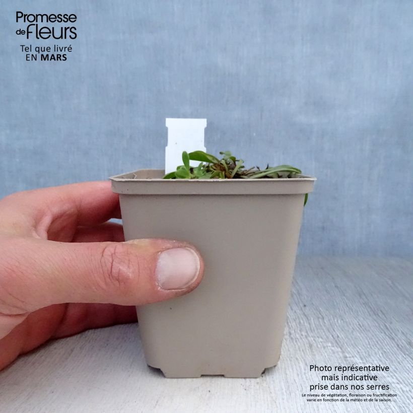 Example of Globularia trichosantha - Kugelblume Kleine Töpfe von 8/9 cm as you get in printemps