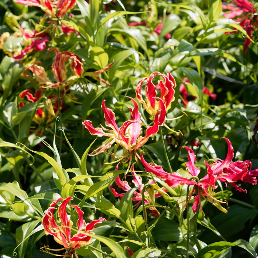 Gloriosa superba var. rothschildiana - Ruhmeskrone (Wuchs)
