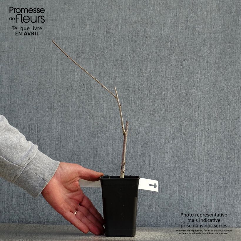 Exemplar von Wisteria venusta Grande Diva Cecilia - Blauregen Kleine Töpfe von 8/9 cm wie im Frühjahr geliefert