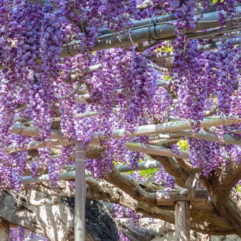 Wisteria sinensis Flore Pleno - Chinesische Glyzinie (Wuchs)