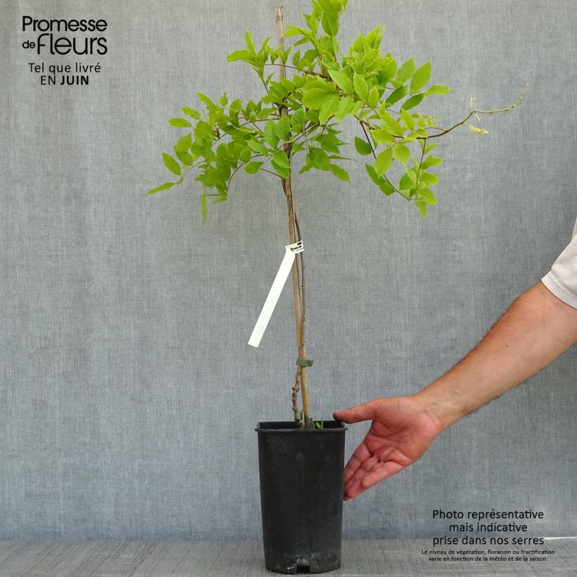 Exemplar von Wisteria sinensis - Chinesische Glyzinie Topf mit 2L/3L wie im Frühjahr geliefert