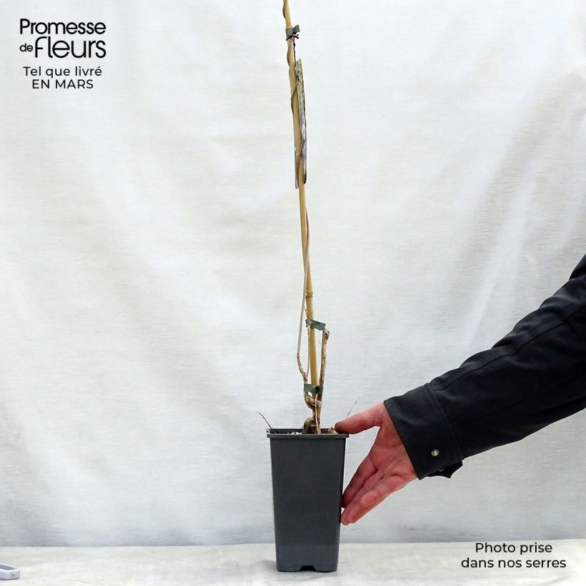 Exemplar von Wisteria floribunda Alba - Reichblütige Glyzinie Topf mit 1,5L/2L wie im Frühjahr geliefert