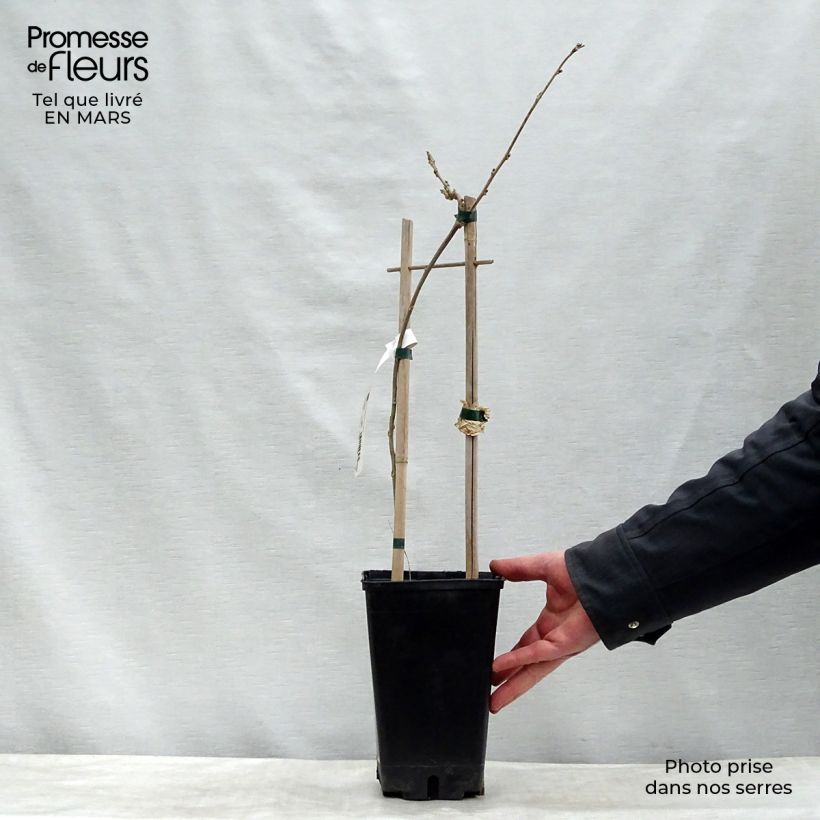 Exemplar von Wisteria floribunda - Reichblütige Glyzinie Topf mit 3L/4L wie im Frühjahr geliefert