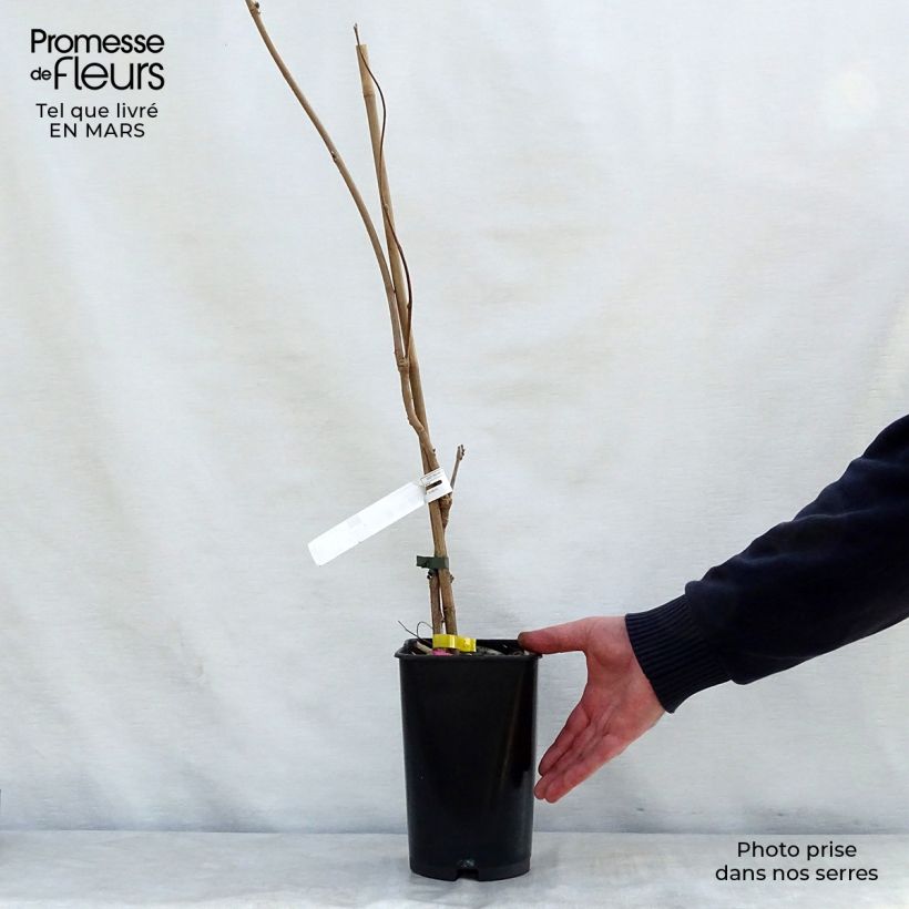 Example of Wisteria venusta - Blauregen Topf mit 2L/3L as you get in printemps