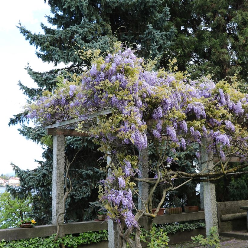 Wisteria frutescens - Blauregen (Wuchs)