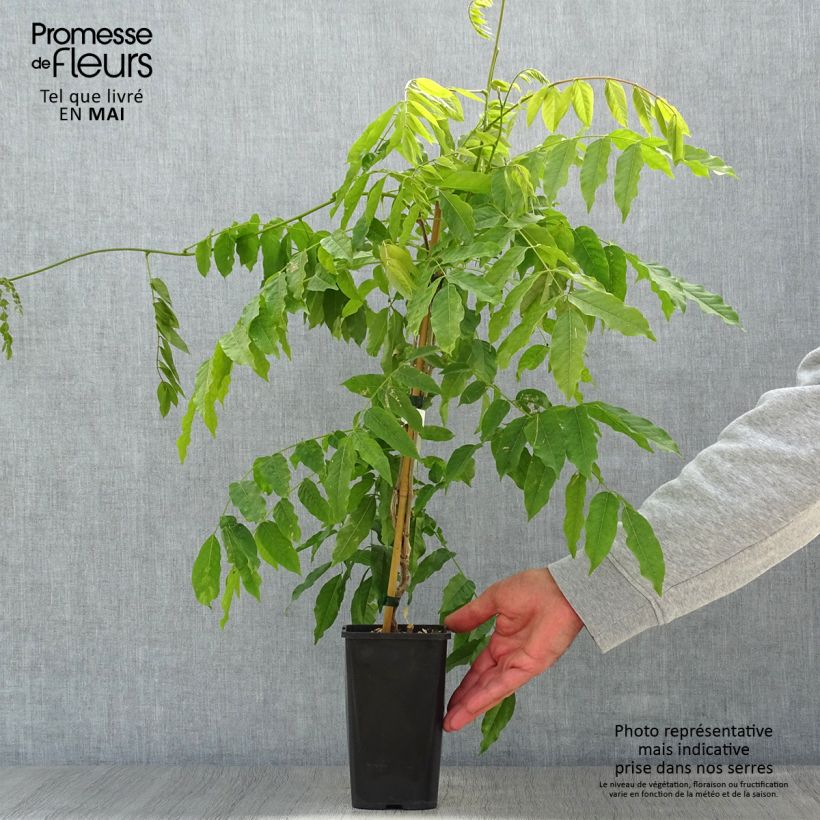 Exemplar von Wisteria floribunda Lipstick - Reichblütige Glyzinie Topf mit 1,5L/2L wie im Frühjahr geliefert