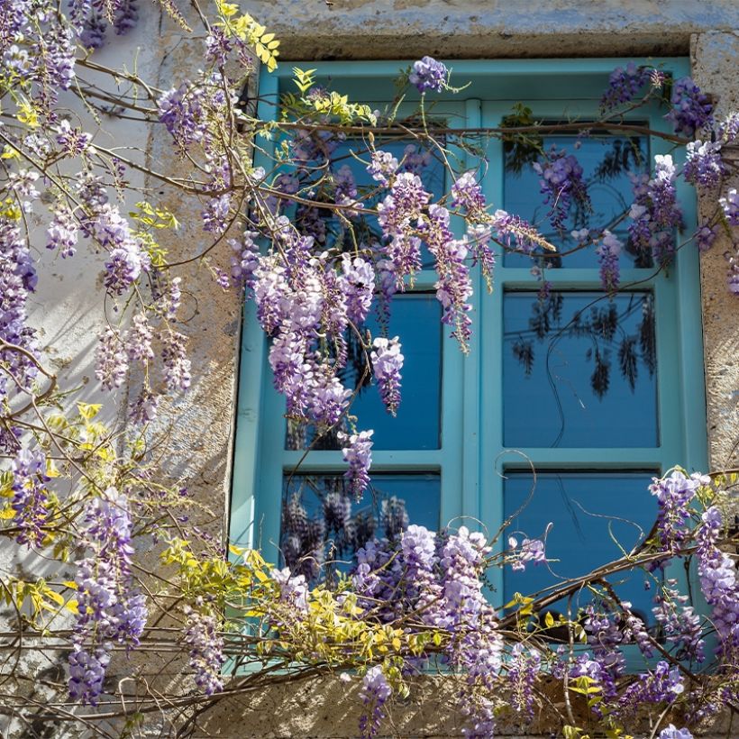 Wisteria floribunda Premature - Reichblütige Glyzinie (Wuchs)