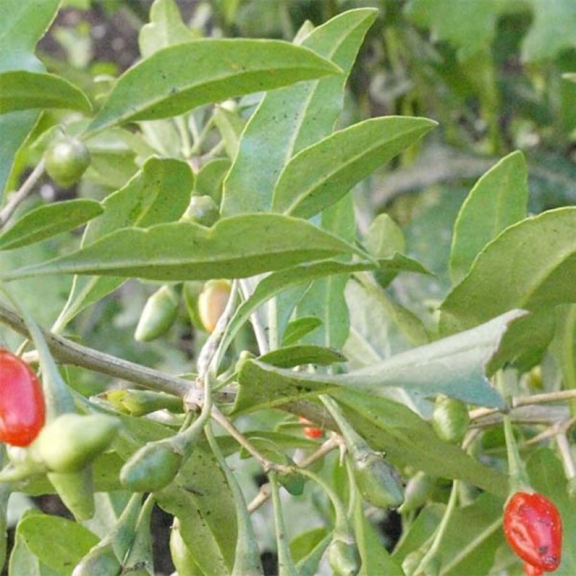 Gemeiner Bocksdorn Big Lifeberry - Lycium (Foliage)