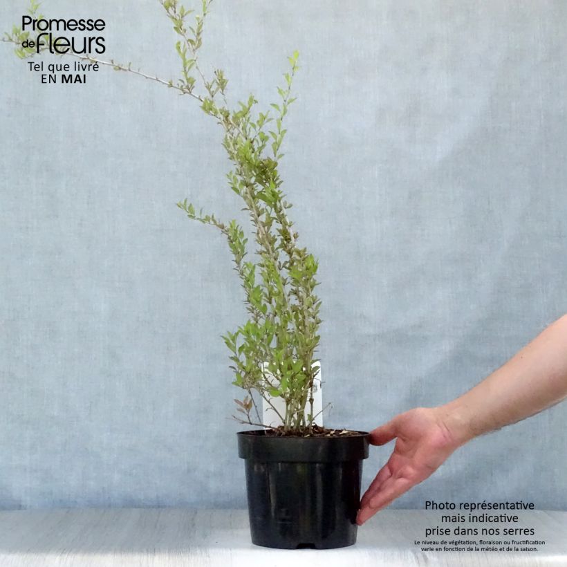 Example of Gemeiner Bocksdorn Big Lifeberry - Lycium Topf mit 1,5L/2L, Strauch/Busch, mehrstämmig as you get in printemps