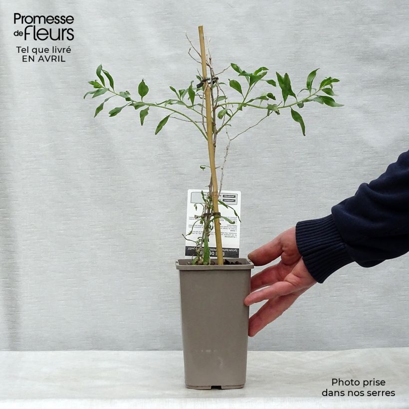 Exemplar von Gemeiner Bocksdorn Princess Tao - Lycium Topf mit 1L/1,5L, Strauch/Busch, mehrstämmig wie im Frühjahr geliefert