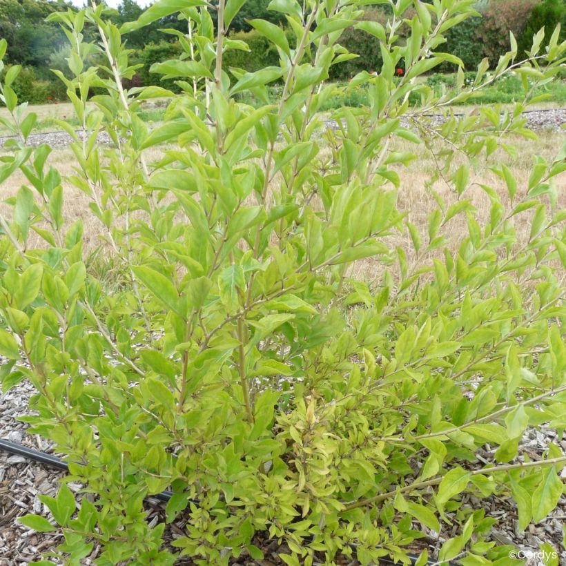 Gemeiner Bocksdorn Goji Q1 - Lycium barbarum (Wuchs)