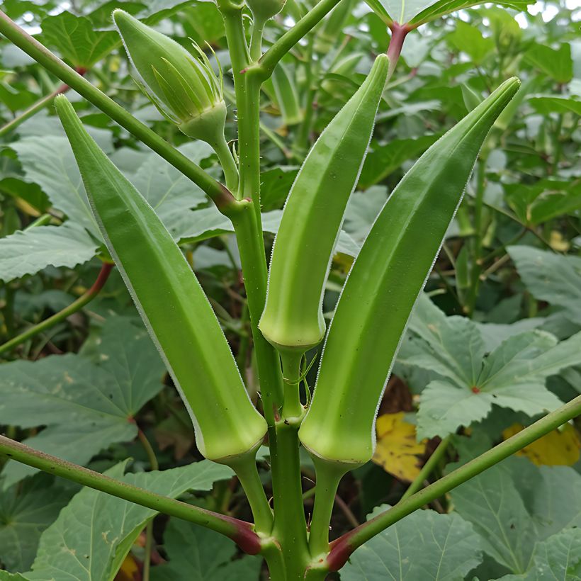 Okra - Abelmoschus esculentus (Plant habit)