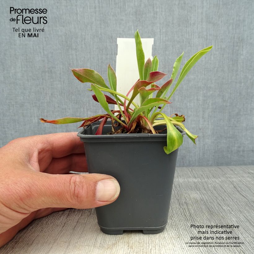 Example of Goniolimon collinum - Steppenschleier Kleine Töpfe von 8/9 cm as you get in printemps