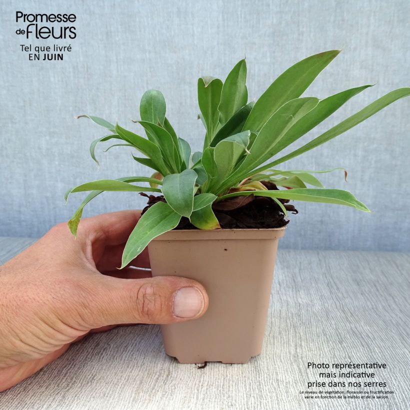Exemplar von Goniolimon tataricum - Tatarenschleier Kleine Töpfe von 8/9 cm wie im Sommer geliefert