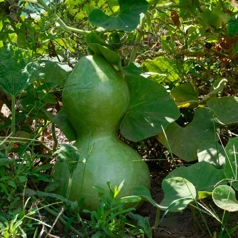 Flaschenkürbis Pélerine (Laub)