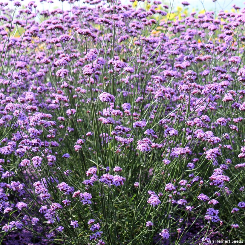 Verbena bonariensis Vanity (Samen) - Argentinisches Eisenkraut (Plant habit)