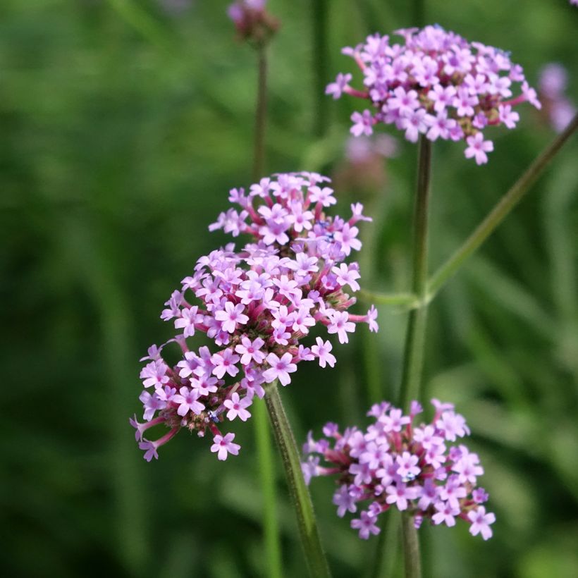 Verbena bonariensis Vanity (Samen) - Argentinisches Eisenkraut (Flowering)