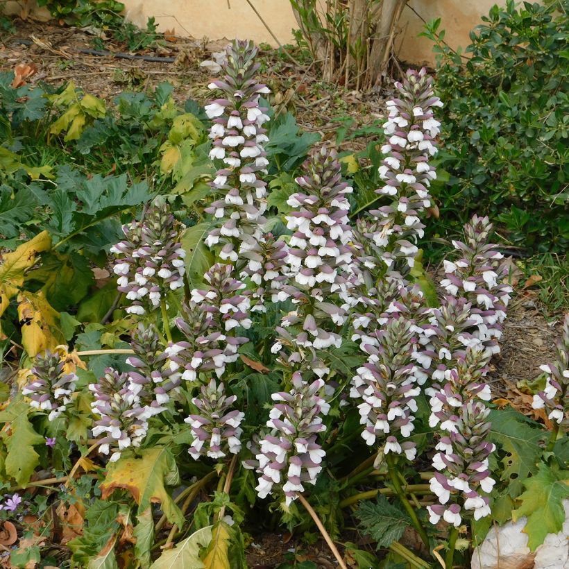Acanthus mollis (Samen) - Weicher Akanthus (Plant habit)
