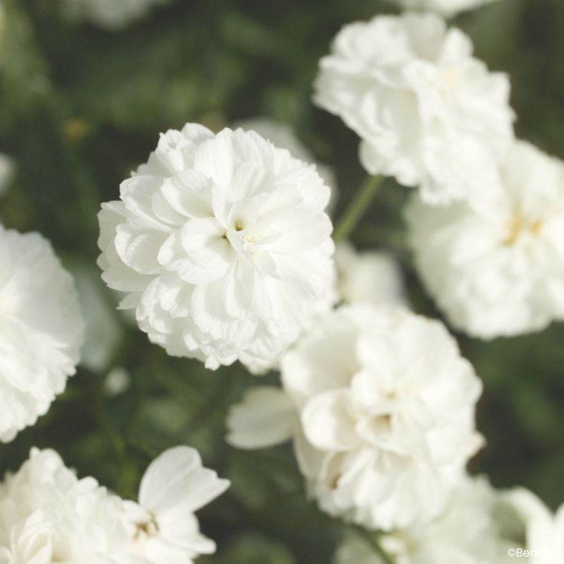 Achillea ptarmica Marshmallow (Pillierte Samen) - Sumpf-Schafgarbe (Blüte)