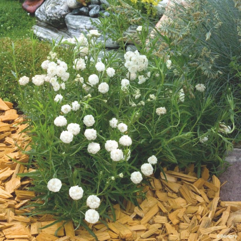 Achillea ptarmica Marshmallow (Pillierte Samen) - Sumpf-Schafgarbe (Wuchs)