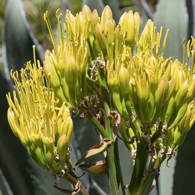 Agave salmiana  (Samen)  (Blüte)