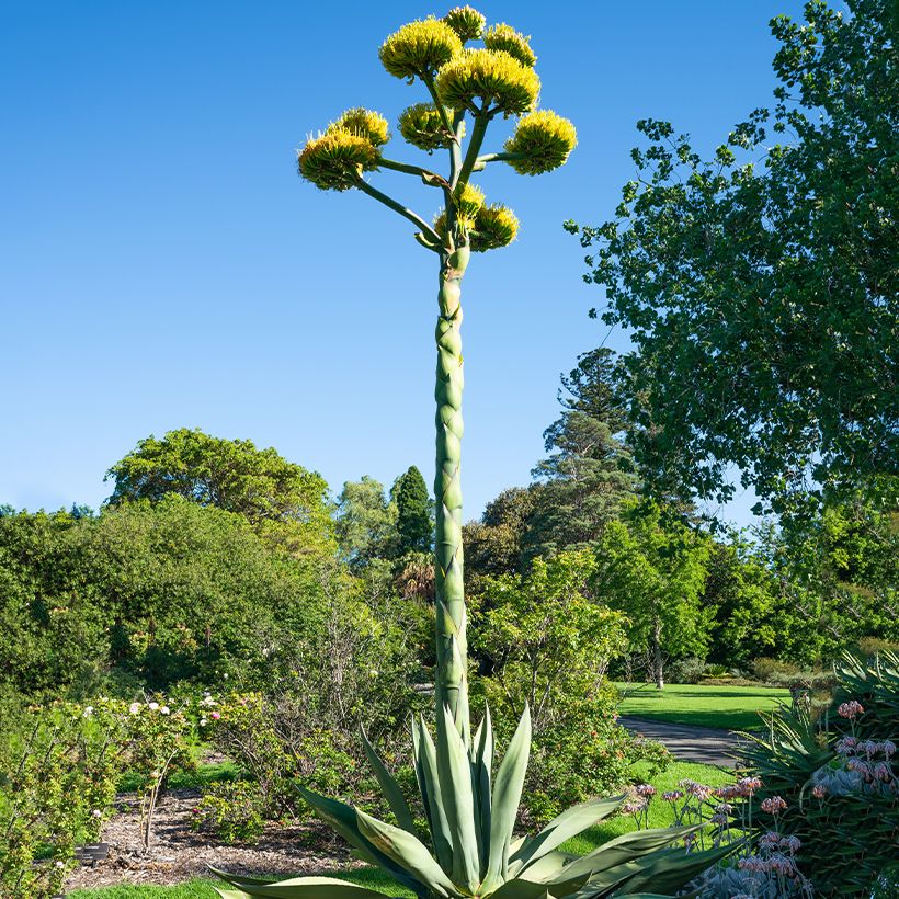 Agave salmiana  (Samen)  (Wuchs)