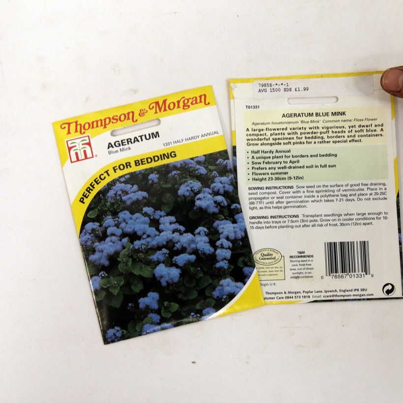 Example of Ageratum Blue Mink - Leberbalsam die Tüte mit 1500 Samen ungefähr as you get