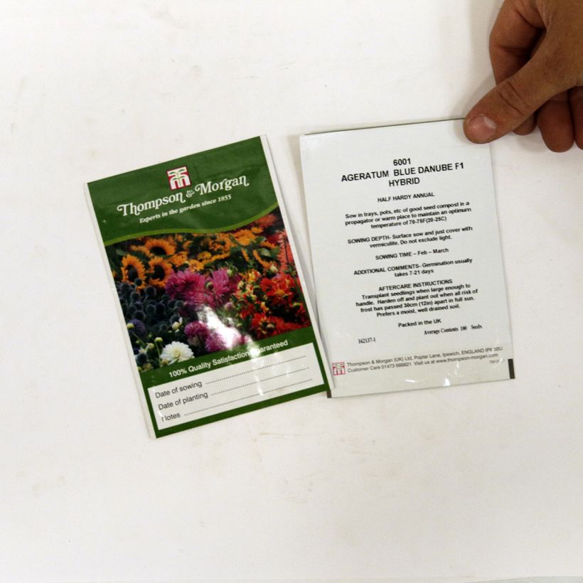 Beispiel eines Exemplars von Ageratum Blue Danube F1 Hybrid - Leberbalsam die Tüte mit 100 Samen ungefähr wie geliefert