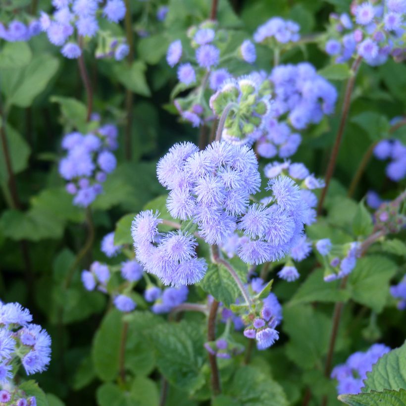 Ageratum Bouquet Bleu (Samen) - Leberbalsam (Flowering)