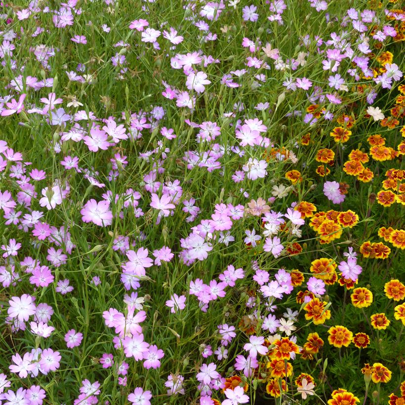 Agrostemma coeli-rosa (Samen) - Gewöhnliche Kornrade (Wuchs)