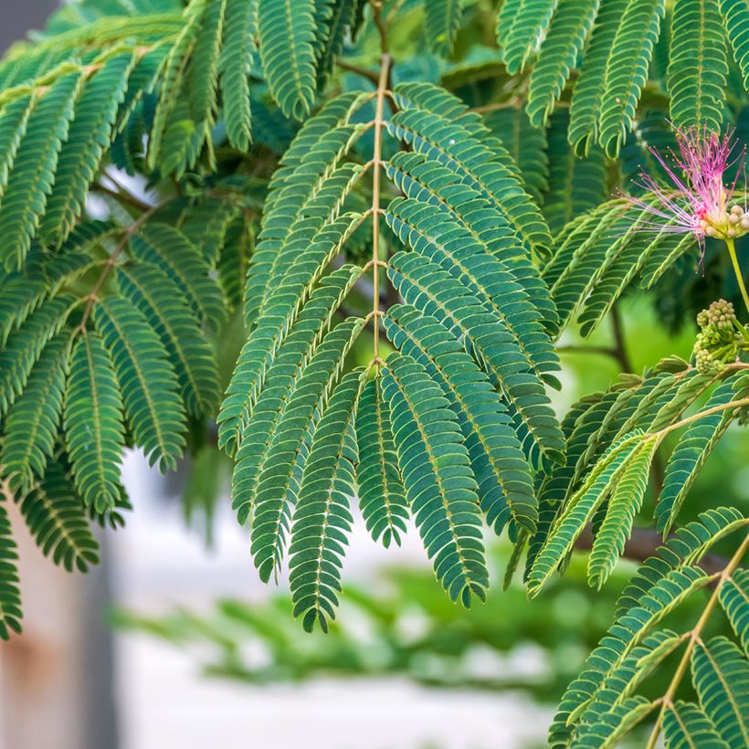 Albizia julibrissin (Samen) - Seidenakazie (Foliage)