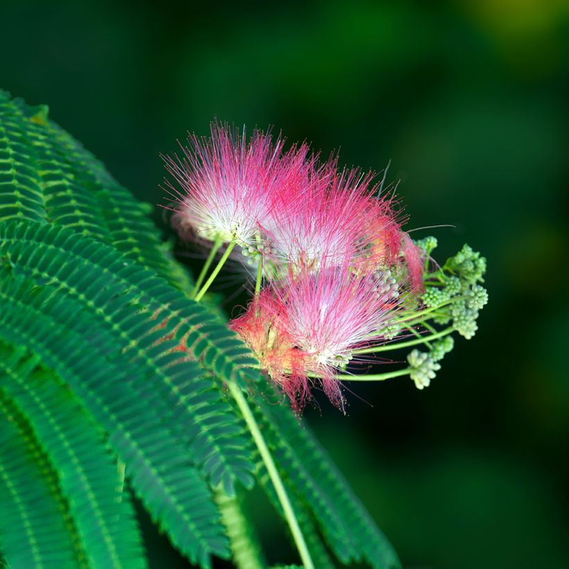 Albizia julibrissin (Samen) - Seidenakazie (Flowering)