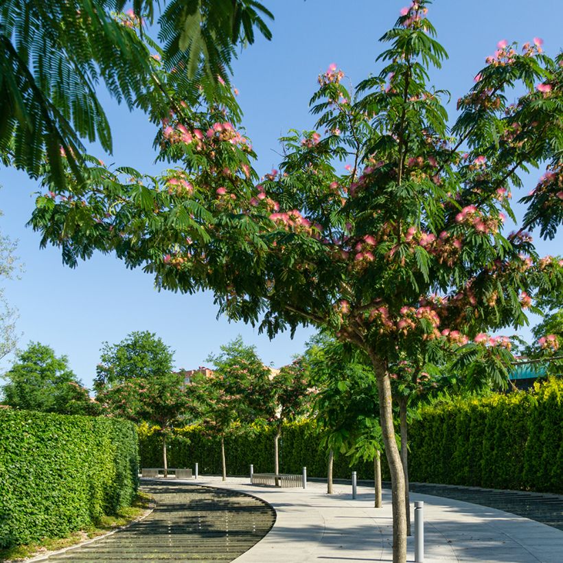 Albizia julibrissin (Samen) - Seidenakazie (Plant habit)