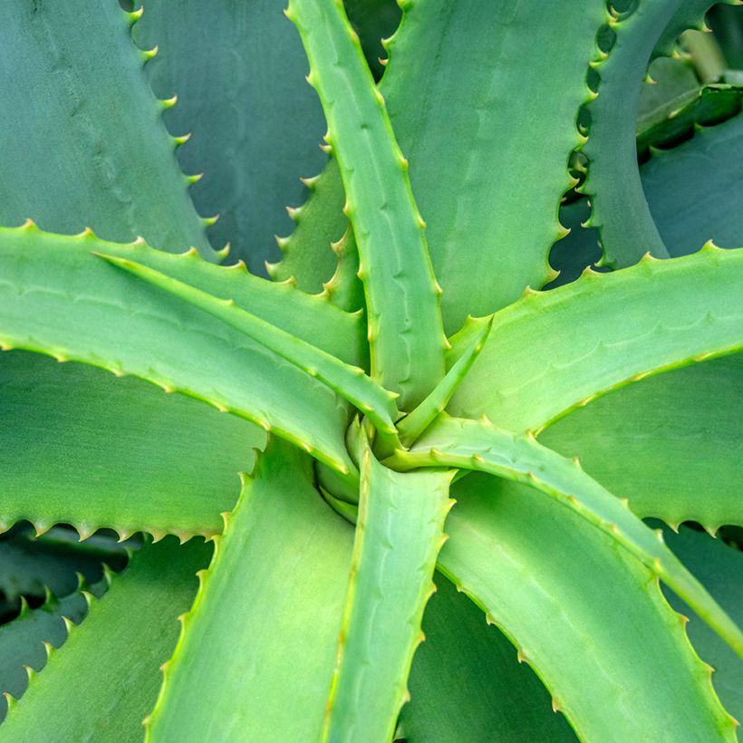 Aloe arborescens (Samen) - Brand-Aloe (Laub)