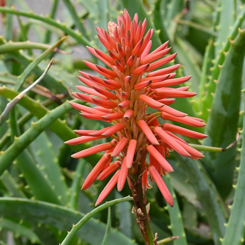 Aloe arborescens (Samen) - Brand-Aloe (Blüte)