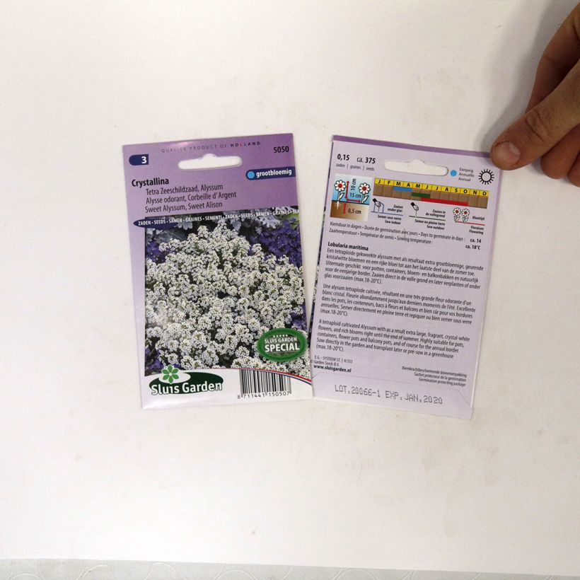 Beispiel eines Exemplars von Strand-Silberkraut Crystallina (Samen) - Lobularia die Tüte mit 375 Samen ungefähr wie geliefert