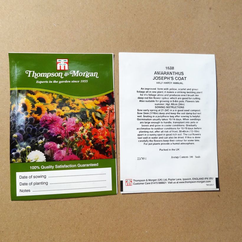 Beispiel eines Exemplars von Amaranthus tricolor Josephs Coat (Samen) - Garten-Fuchsschwanz die Tüte mit 100 Samen ungefähr wie geliefert