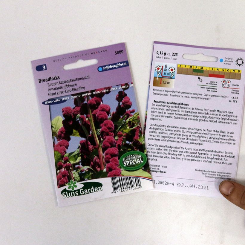 Beispiel eines Exemplars von Amaranthus caudatus Dreadlocks (Samen) - Garten-Fuchsschwanz die Tüte mit 500 Samen ungefähr (0,4g) wie geliefert