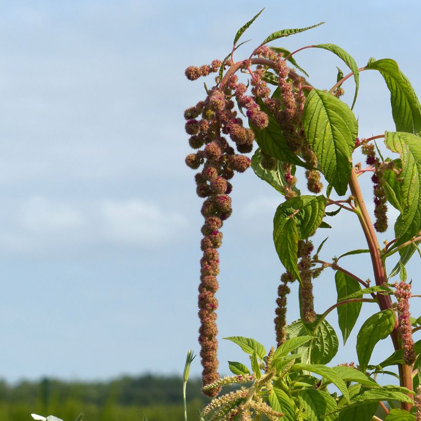 Amaranthus Mira (Samen) - Garten-Fuchsschwanz (Blüte)