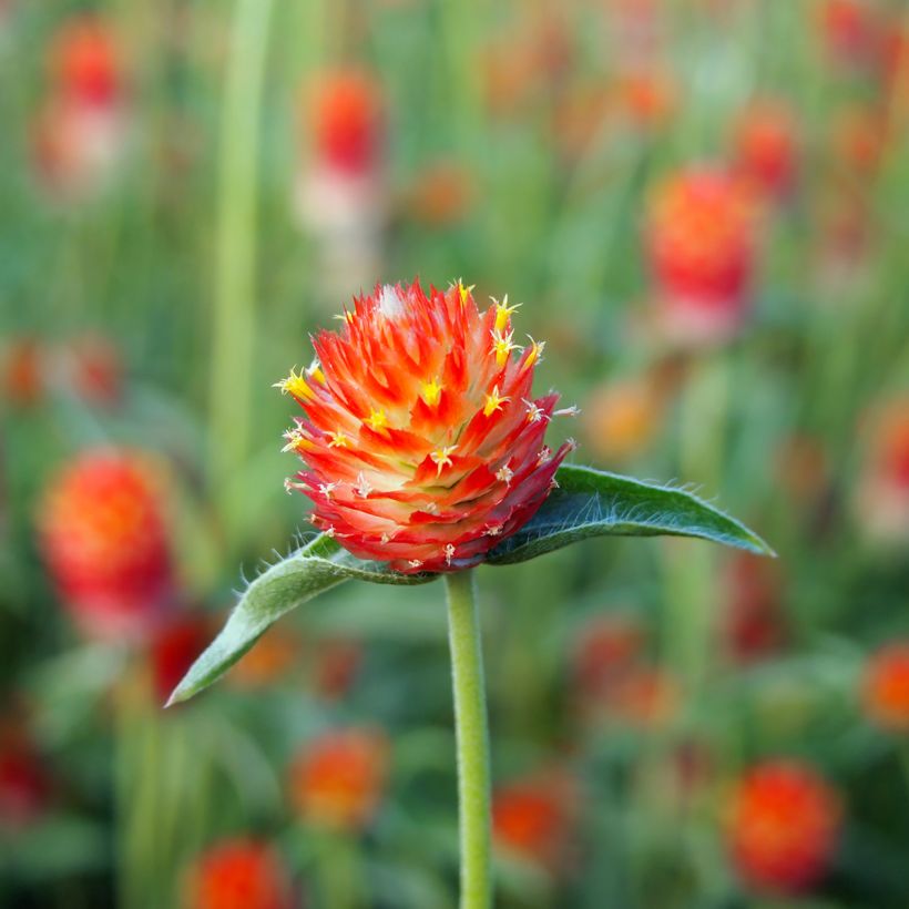 Gomphrena haageana Strawberry Fields (Samen) - Kugelamarant (Flowering)