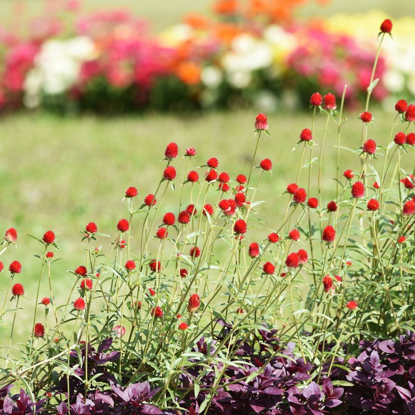Gomphrena haageana Strawberry Fields (Samen) - Kugelamarant (Plant habit)