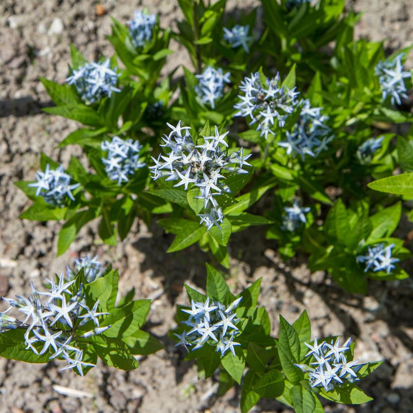 Amsonia tabernaemontana (Samen) - Amsonie (Wuchs)