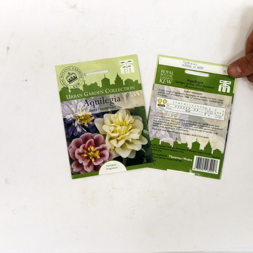 Beispiel eines Exemplars von Aquilegia Sweet Rainbows (Samen) - Garten-Akelei die Tüte mit 20 Samen ungefähr wie geliefert