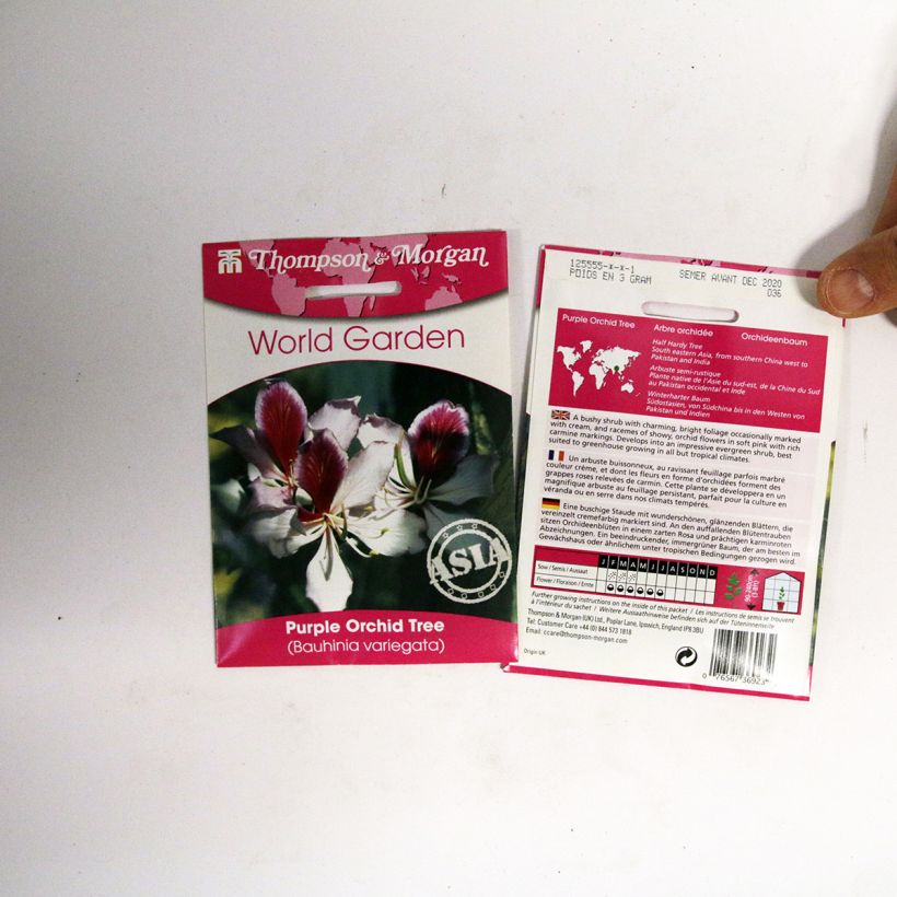 Example of Bauhinia variegata (Samen) - Bauhinie die Tüte mit 5 Samen ungefähr as you get