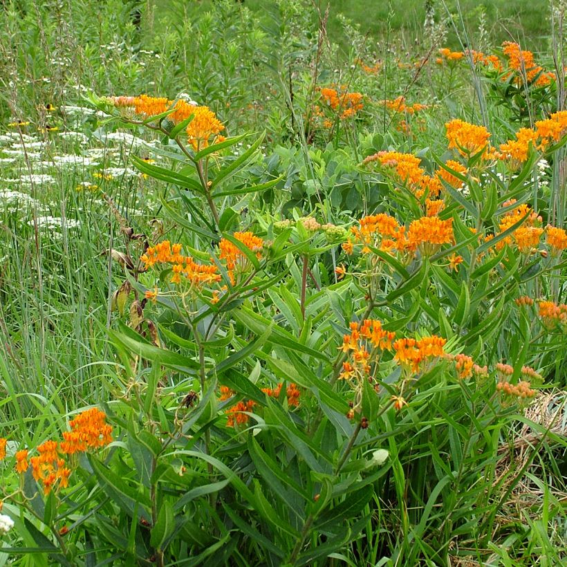 Asclepias tuberosa (Samen) - Knollige Seidenpflanze (Wuchs)