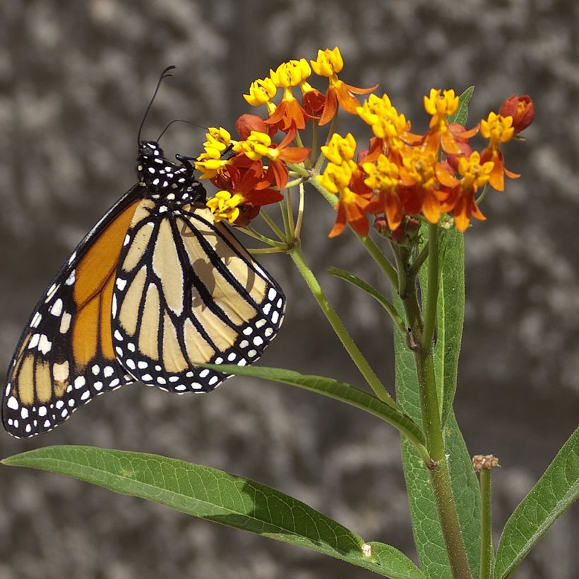 Asclepias curassavica (Samen) - Curacao-Seidenpflanze (Blüte)