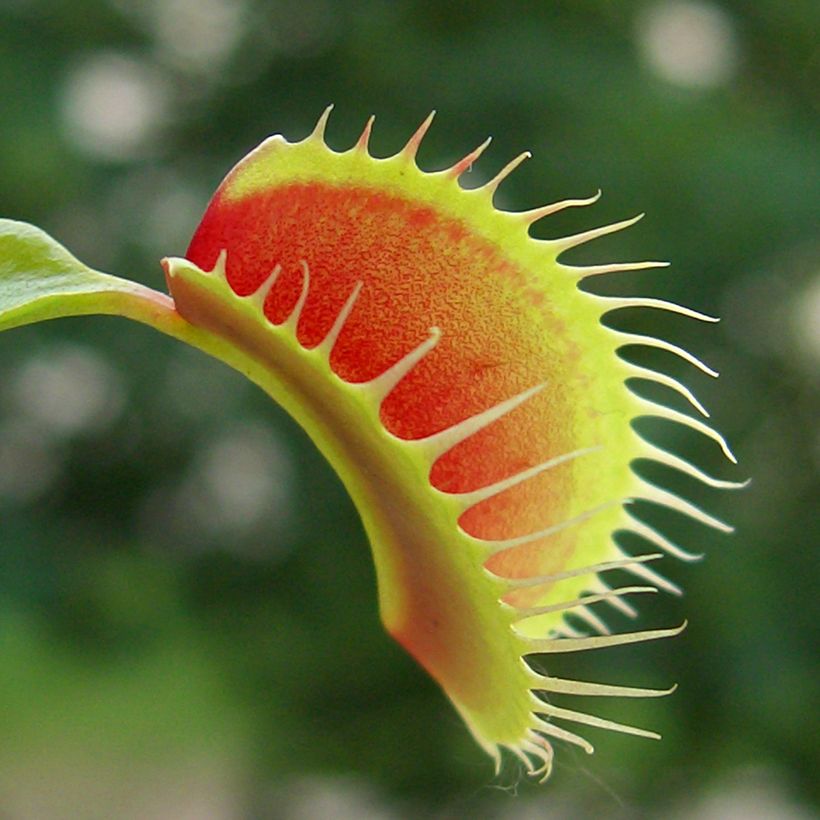 Venusfliegenfalle (Samen) - Dionaea muscipula (Laub)