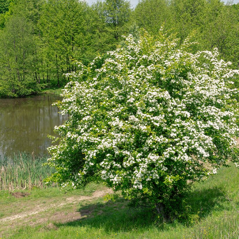 Crataegus monogyna  (Samen)  - Eingriffliger Weißdorn (Wuchs)