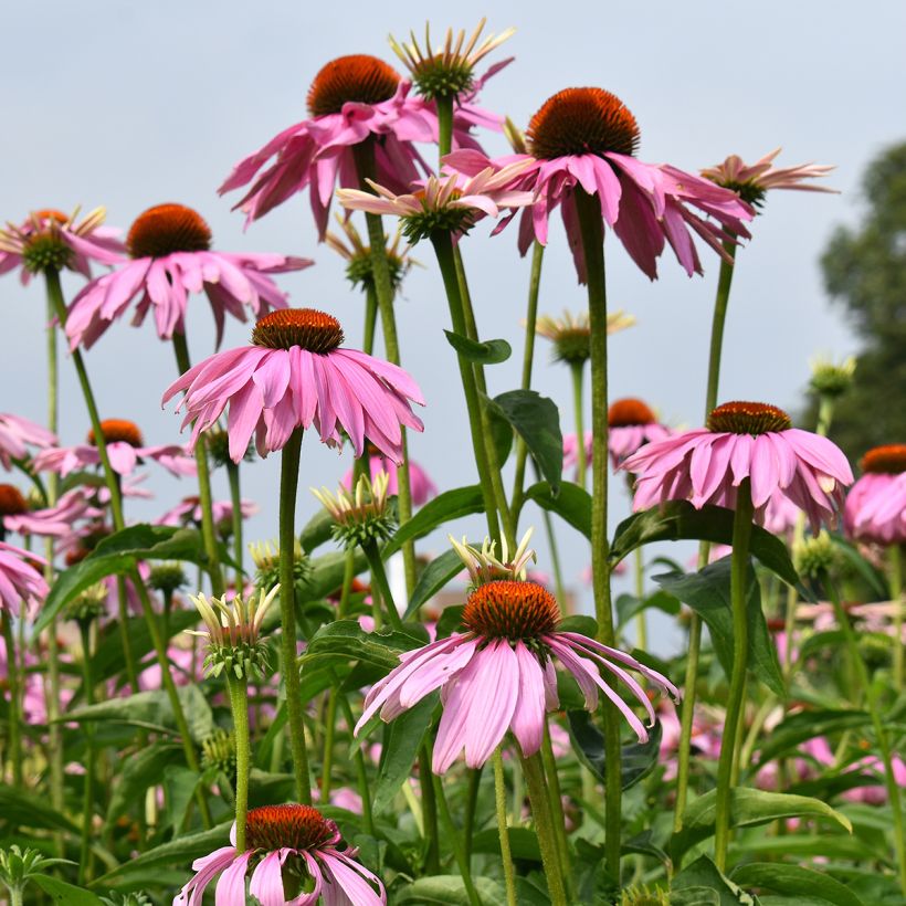 Echinacea purpurea Magnus (Samen) - Sonnenhut (Plant habit)
