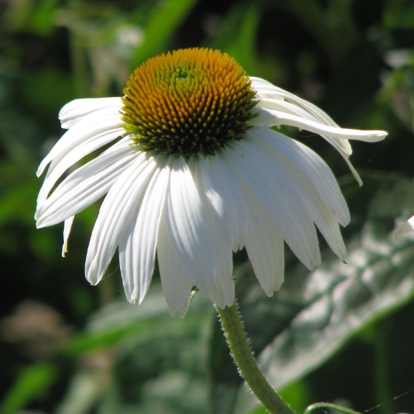 Echinacea purpurea White Swan (Samen) - Sonnenhut (Flowering)